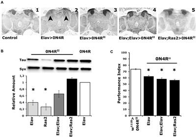 Functional Interactions of Tau Phosphorylation Sites That Mediate Toxicity and Deficient Learning in Drosophila melanogaster